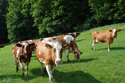 Glückliche Kühe auf saftigen Weiden